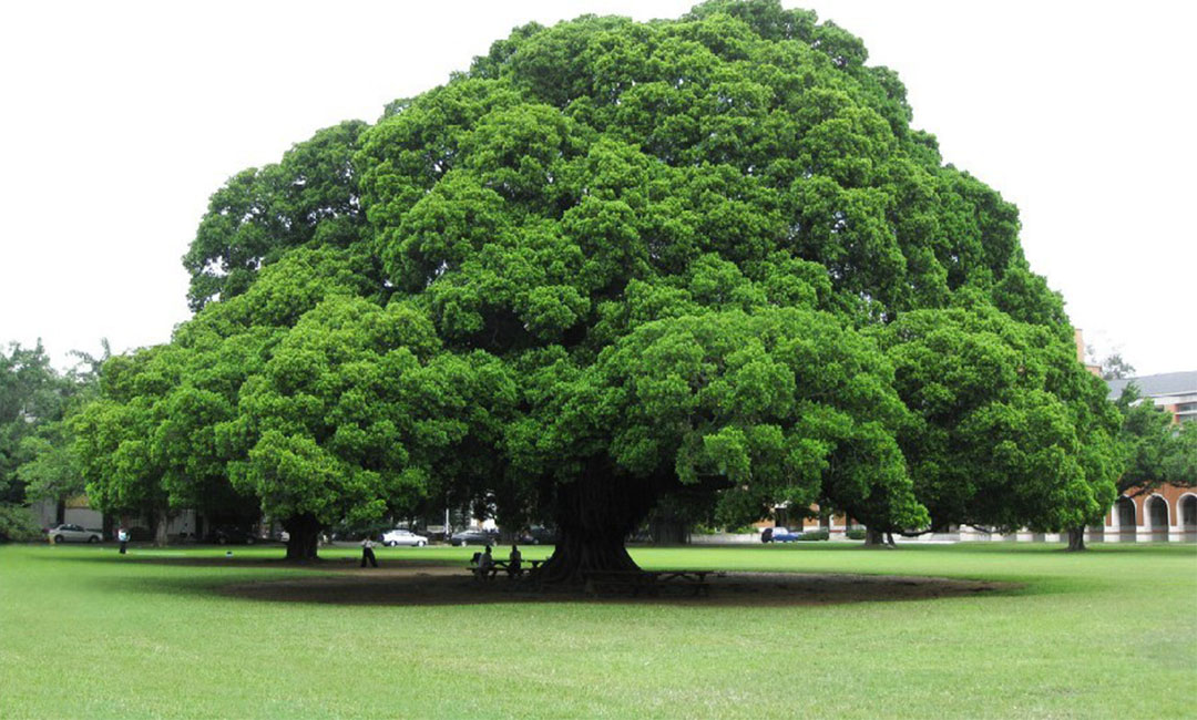 丰都金榕树服务号代运营案例